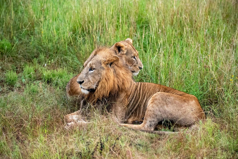 Halvdags safari i Nairobis nationalpark med upphämtning