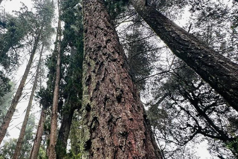 Tagestour im Suba-Park – Alte Wälder, Wildtiere &amp; NaturwanderungenTagestour im Suba Park – Alte Waldtiere &amp; Naturwanderungen