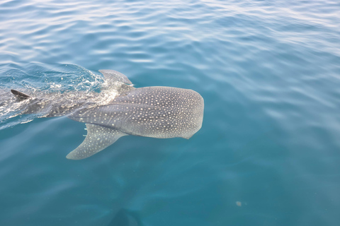 Snorkelling Tours to Daymaniyat islands