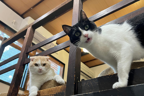 Kyoto:Ethical Cat Retreat & Matcha Whisking (Private/Shared) Shared 60 min (up to 6 guests) — Per person