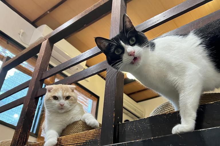 Kyoto:Ethical Cat Retreat & Matcha Whisking (Private/Shared) Shared 60 min (up to 6 guests) — Per person