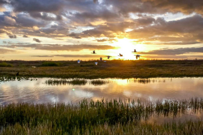 Visit Muthurajawela Wetlands Scenic Boat Ride & Birdwatching