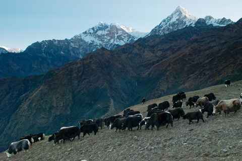 Katmandu: Khopra Ridge Trek z panoramicznymi widokami