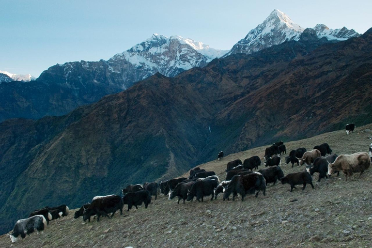 Katmandu: Khopra Ridge Trek z panoramicznymi widokami