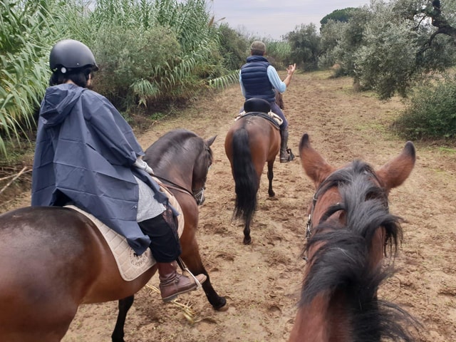 From Seville: Horseback Riding Experience in Doñana