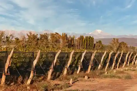 Mendoza Lujan de Cuyo: Tour por 3 Vinícolas com Degustações e Almoço