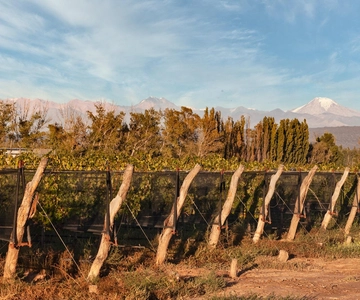 Mendoza Lujan de Cuyo: Tour of 3 Wineries with Tastings and Lunch