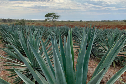 Mazatlan: Mezcal Factory Tour with Tasting and Lunch