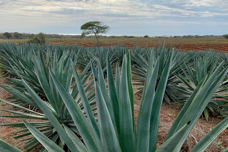 Mazatlan: Mezcal Factory Tour with Tasting and Lunch