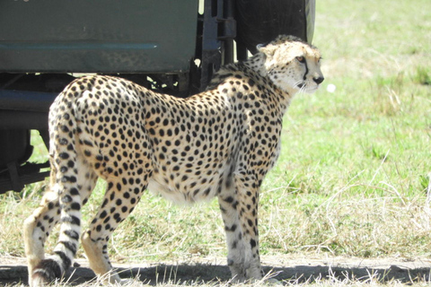 Private Nairobi National Park Drive in 4*4 landcruiser