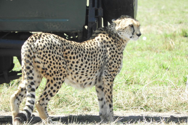 Private Nairobi National Park Drive in 4*4 landcruiser