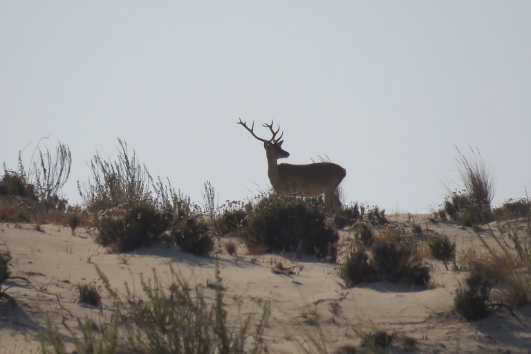 Z Sewilli: Doñana National Park 4WD TourPrywatna wycieczka