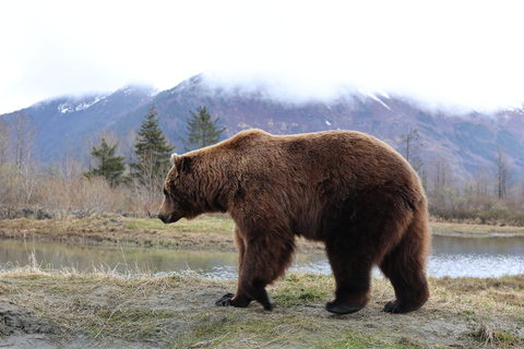 Seward to Anchorage Scenic Tour with Airport drop-off