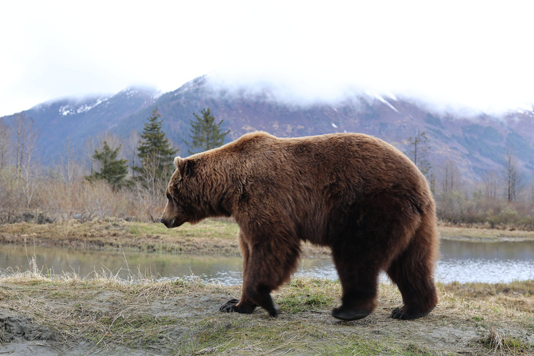 Seward to Anchorage Scenic Tour with Airport drop-off