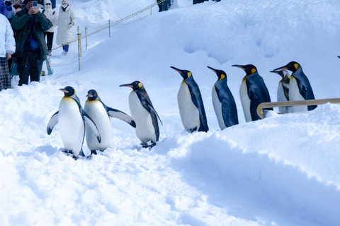 سابورو: جولة في حديقة أساهياما للحيوانات والبركة الزرقاء والينبوع الساخنالطريق C - 7:30 من الفندق/الم