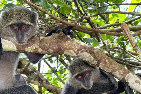 Jozani Forest & Turquoise Waters Turtle Swim at Salaam Cave TOUR WITHOUT HOTEL PICKUP AND DROP OFF