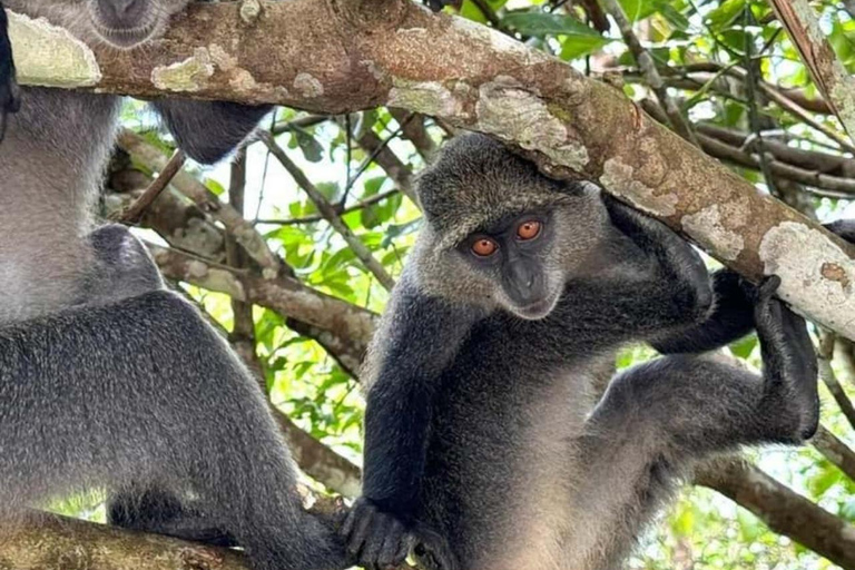 Jozani Forest & Turquoise Waters Turtle Swim at Salaam Cave TOUR WITHOUT HOTEL PICKUP AND DROP OFF