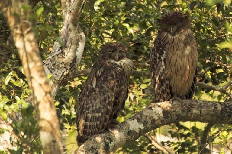 Van Kandy: vogelobservatietour naar Udawatte Kele Sanctuary