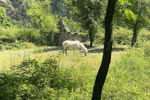 From Tirana: Komani Lake and Shala River Tour Speedboat Incl