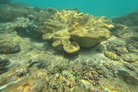 Mirissa VIP Turtles Snorkeling: Pool Training & Free GoPro