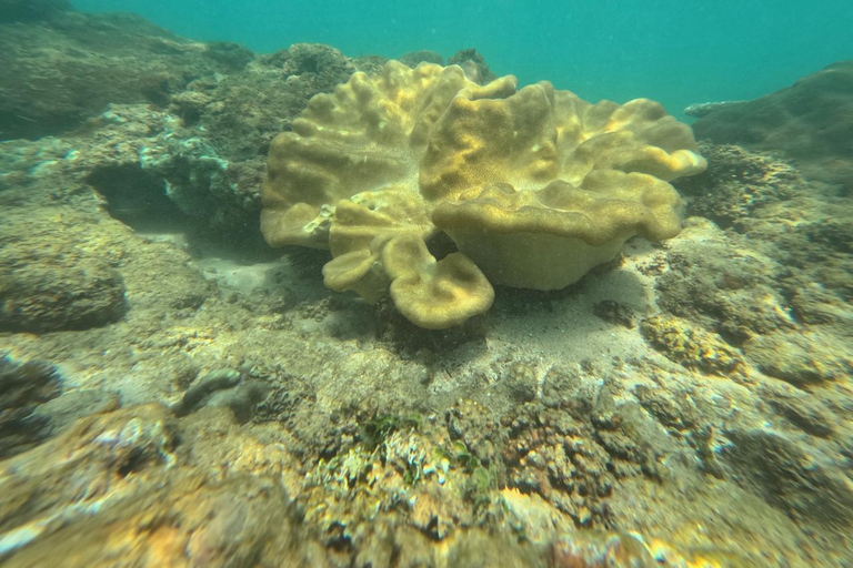 Mirissa VIP Turtles Snorkeling: Pool Training & Free GoPro