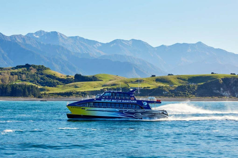 Pick up From Christchurch: Kaikoura Whale Watching Cruise