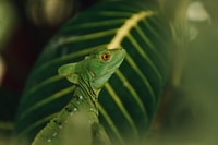 Visite de nuit de Fortuna - Escade nocurale - Housity