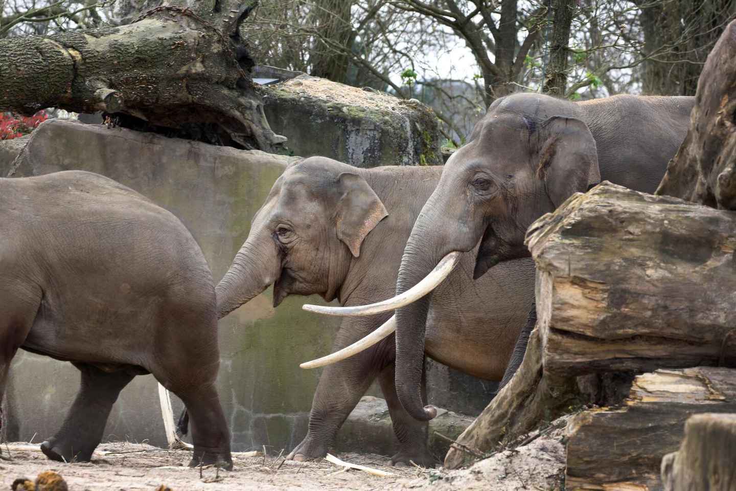 Amsterdam: Dýragarðurinn Artis og ARTIS-Micropia - Samsett Miði