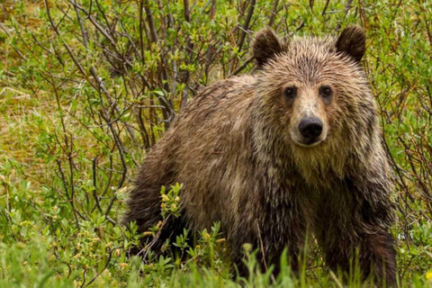 Banff: Lake Louise and Moraine Lake Tour with Pickup & Drop