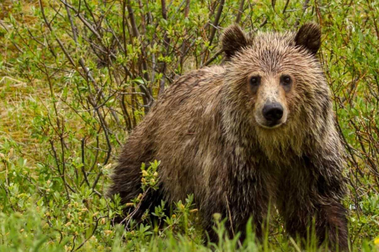 Banff: Lake Louise and Moraine Lake Tour with Pickup & Drop