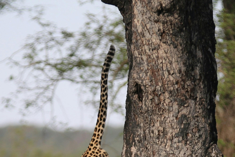 Jaipur: Jhalana safari en leopardo tour privado