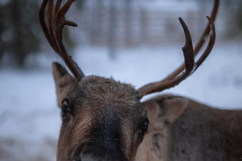 Rovaniemi: Snowmobile Safari & Reindeer Encounter