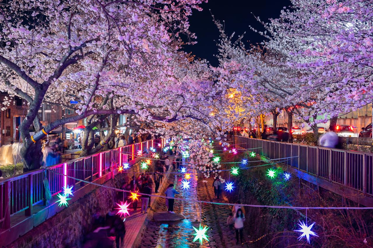 Von Busan: Jinhae Cherry Blossom Festival Tag oder Nacht TourNächtliche Jinhae Tour, Treffen am Busan Bahnhof