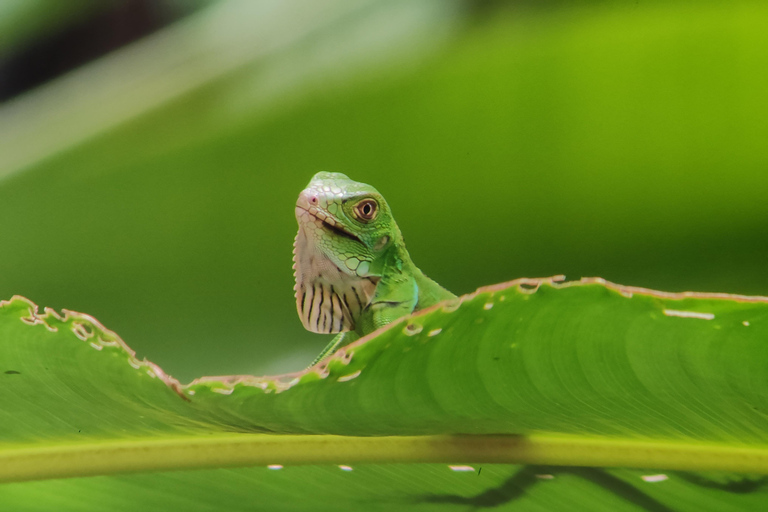 Excursión al Parque Nacional de Manuel Antonio.