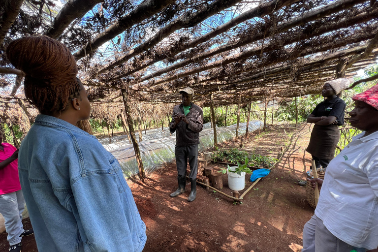 Experiência na fazenda de chá Riara Tea Farm and Factory Tour