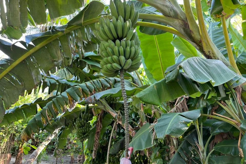 Puerto Plata: Countryside Tour with Butterfly Farm Visit