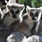 Carini: biglietto d'ingresso al Bioparco di Sicilia