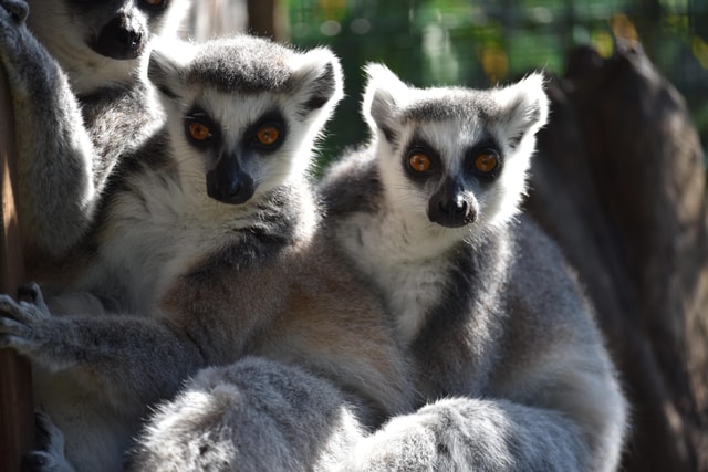Carini: toegangskaart voor de Bioparco di Sicilia
