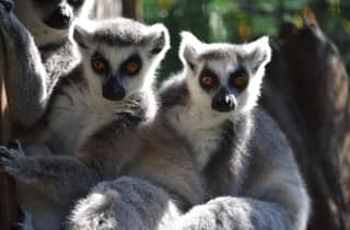 Carini: Eintrittskarte für den Bioparco di Sicilia