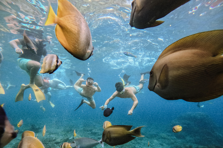 从巴厘岛出发：努沙佩尼达魔鬼鱼浮潜私人乘船观光共享游船之旅（含午餐，巴厘岛酒店接送服务）