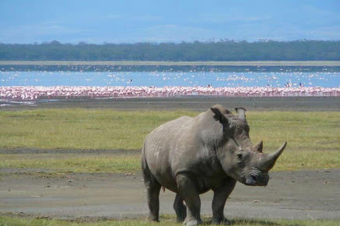 Lake Nakuru National Park Day Trip from Nairobi.