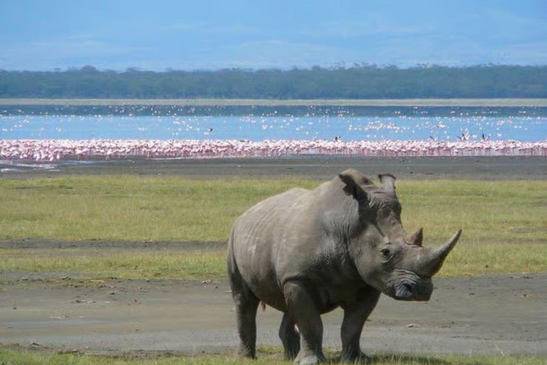 Lake Nakuru National Park Day Trip from Nairobi.