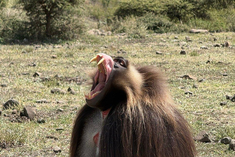 From Addis: Blue Nile Gorge, Baboons & Waterfalls