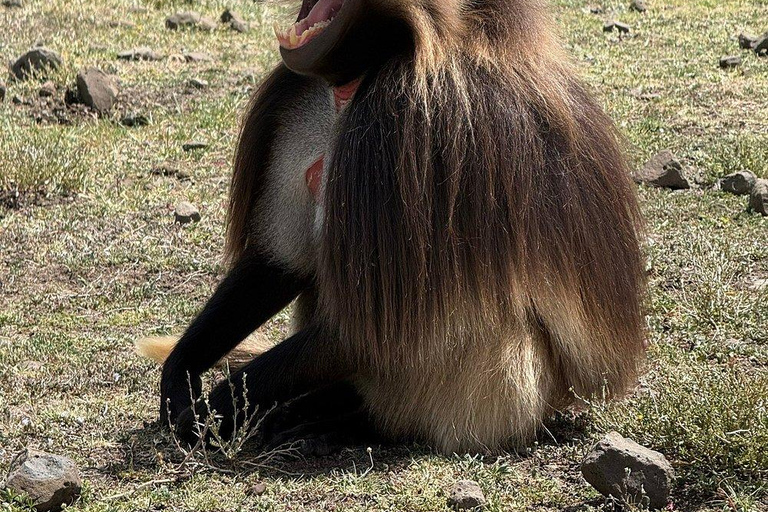 From Addis: Blue Nile Gorge, Baboons & Waterfalls
