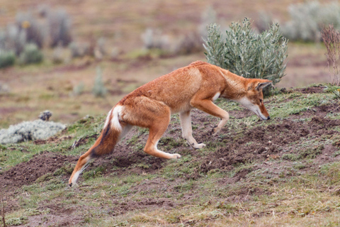 Addis Ababa: 4-Day Bale Mountains Adventure Tour