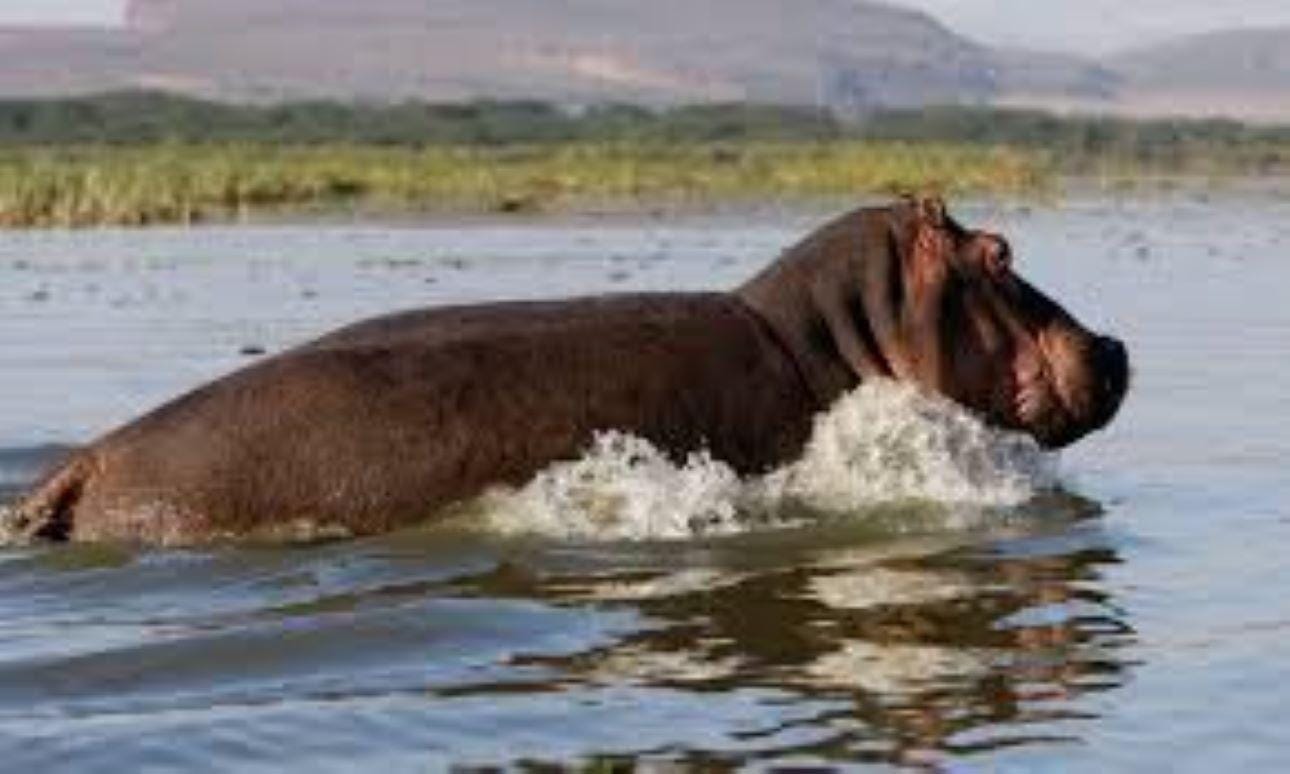 Von Nairobi: 2-tägige Naivasha-Safari mit Unterkunft