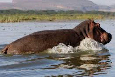 Lake Nakuru & Naivasha National Park Wildlife Highlights