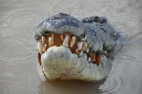 Darwin : Croisière d'aventure pour les crocodiles sauteurs avec déjeuner