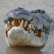 Darwin: Jumping Crocodile Adventure Cruise with Lunch