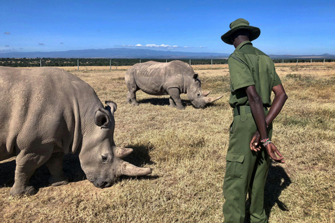 Nairobi: 3-Day Ol Pejeta Conservancy Safari & Chimpanzees